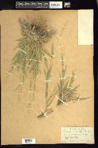 Panicum acuminatum image