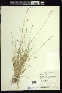 Carex loliacea image