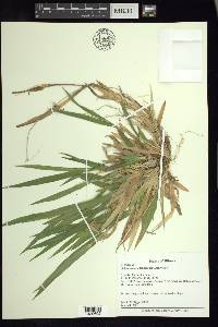 Dichanthelium laxiflorum image