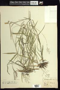 Panicum acuminatum image