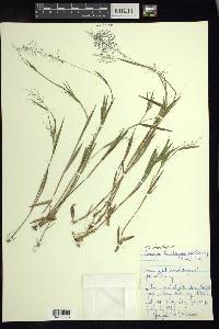 Dichanthelium acuminatum subsp. lindheimeri image