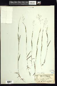 Dichanthelium acuminatum subsp. leucothrix image