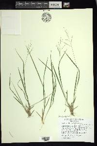 Dichanthelium linearifolium image