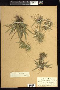 Dichanthelium acuminatum subsp. longiligulatum image