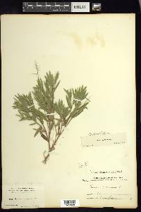 Dichanthelium acuminatum subsp. lindheimeri image