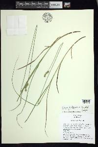 Carex festucacea image