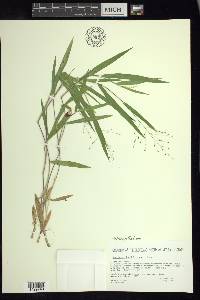 Dichanthelium laxiflorum image