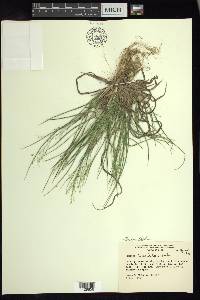 Dichanthelium linearifolium image