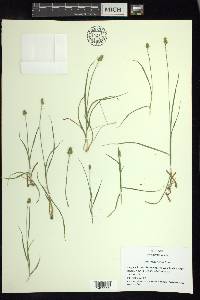 Carex leavenworthii image