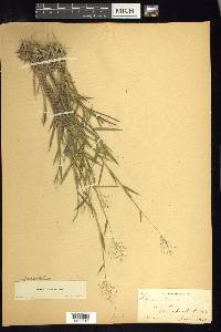 Dichanthelium acuminatum subsp. lindheimeri image