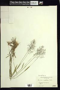 Dichanthelium ensifolium image