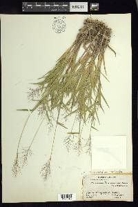 Panicum acuminatum image