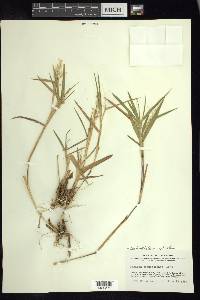 Panicum acuminatum image