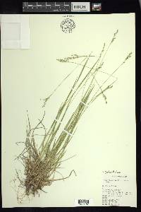 Dichanthelium depauperatum image