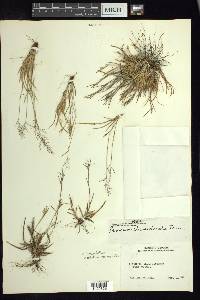 Dichanthelium ensifolium image