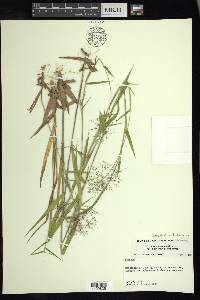 Dichanthelium acuminatum subsp. lindheimeri image