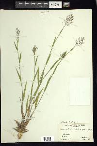 Dichanthelium acuminatum subsp. lindheimeri image