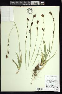 Carex fissuricola image