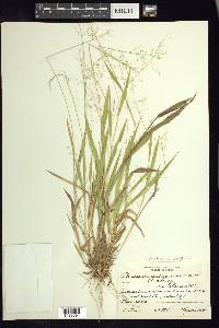 Dichanthelium laxiflorum image