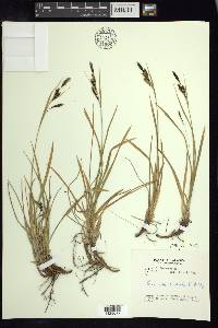 Carex macrochaeta image