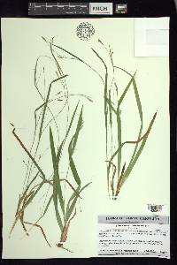 Carex laxiculmis image