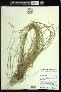 Carex infirminervia image