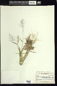 Panicum acuminatum image