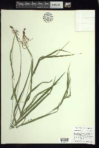 Carex grisea image