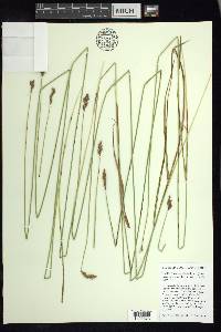 Carex feta image