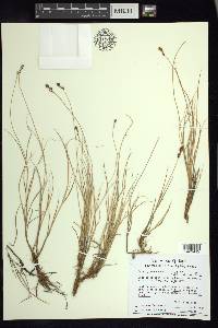 Carex glareosa image