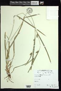 Carex grisea image