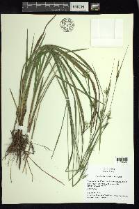 Carex lonchocarpa image