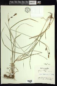 Carex macrochaeta image
