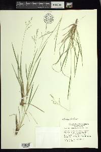 Dichanthelium linearifolium image