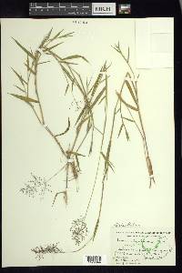 Dichanthelium acuminatum subsp. lindheimeri image