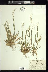 Dichanthelium laxiflorum image