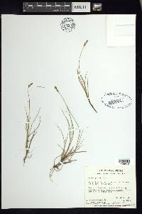 Carex glareosa image