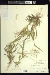 Dichanthelium acuminatum subsp. lindheimeri image