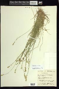 Carex loliacea image