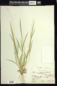 Dichanthelium laxiflorum image