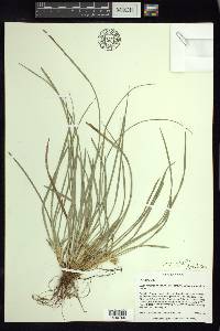 Carex superata image