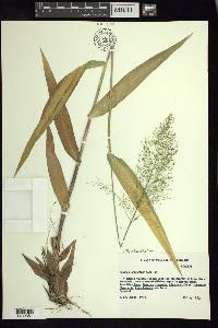 Dichanthelium polyanthes image