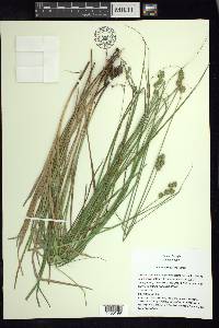 Carex normalis image