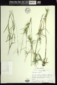 Dichanthelium acuminatum subsp. spretum image