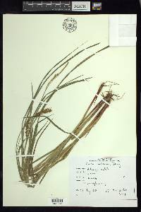 Carex tuckermanii image