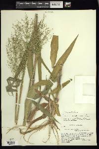 Dichanthelium polyanthes image