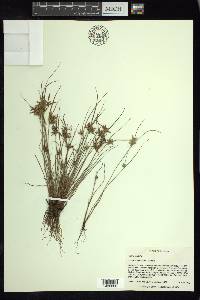 Cyperus flavescens image