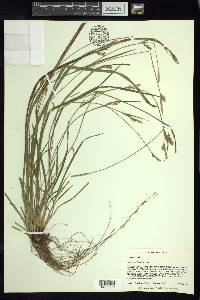 Carex styloflexa image