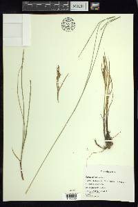 Carex salina image