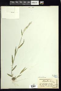 Dichanthelium acuminatum subsp. spretum image